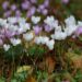 Pétales de Cyclamen au Parc de l'Isle Briand