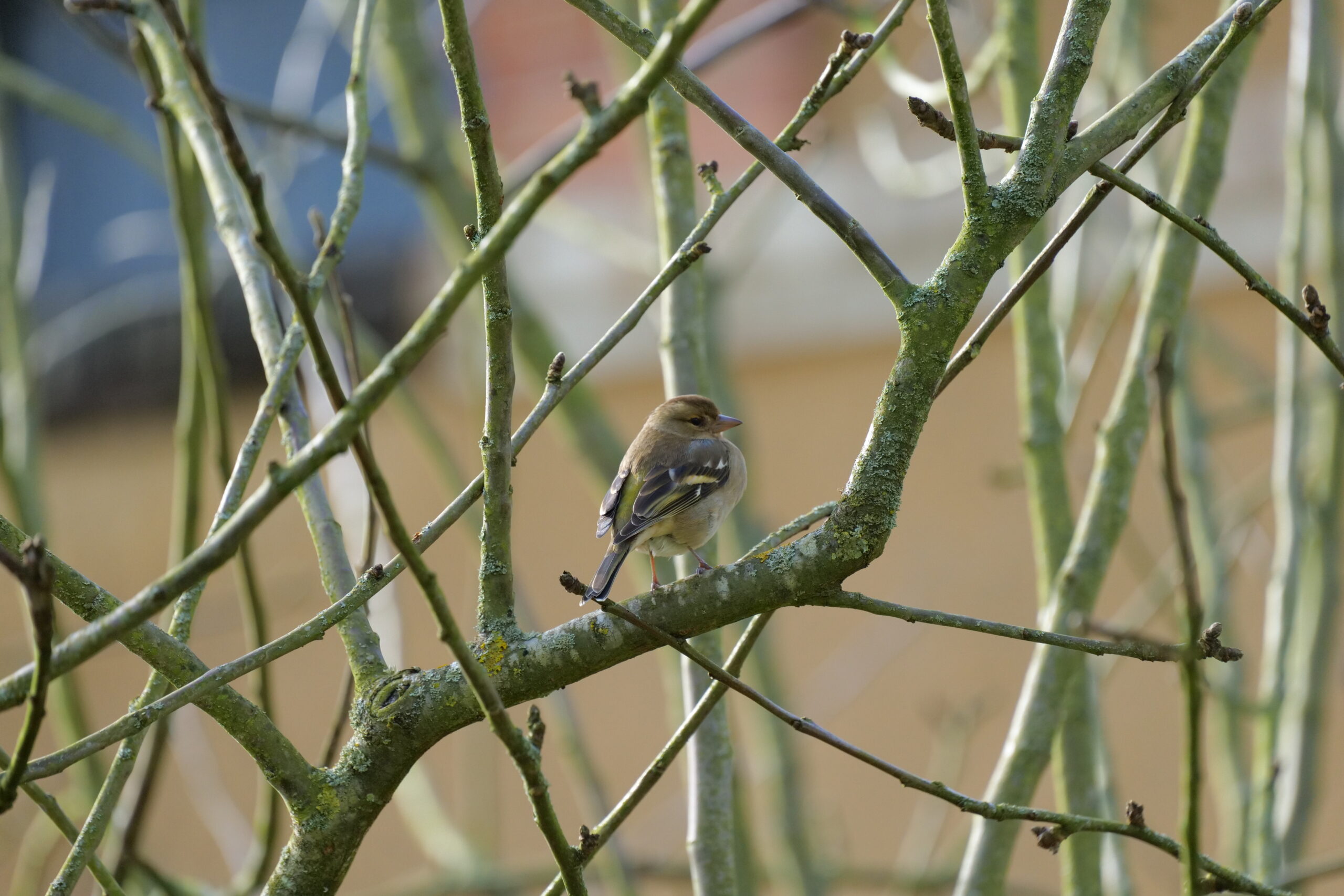 Observer le Pinson des arbres