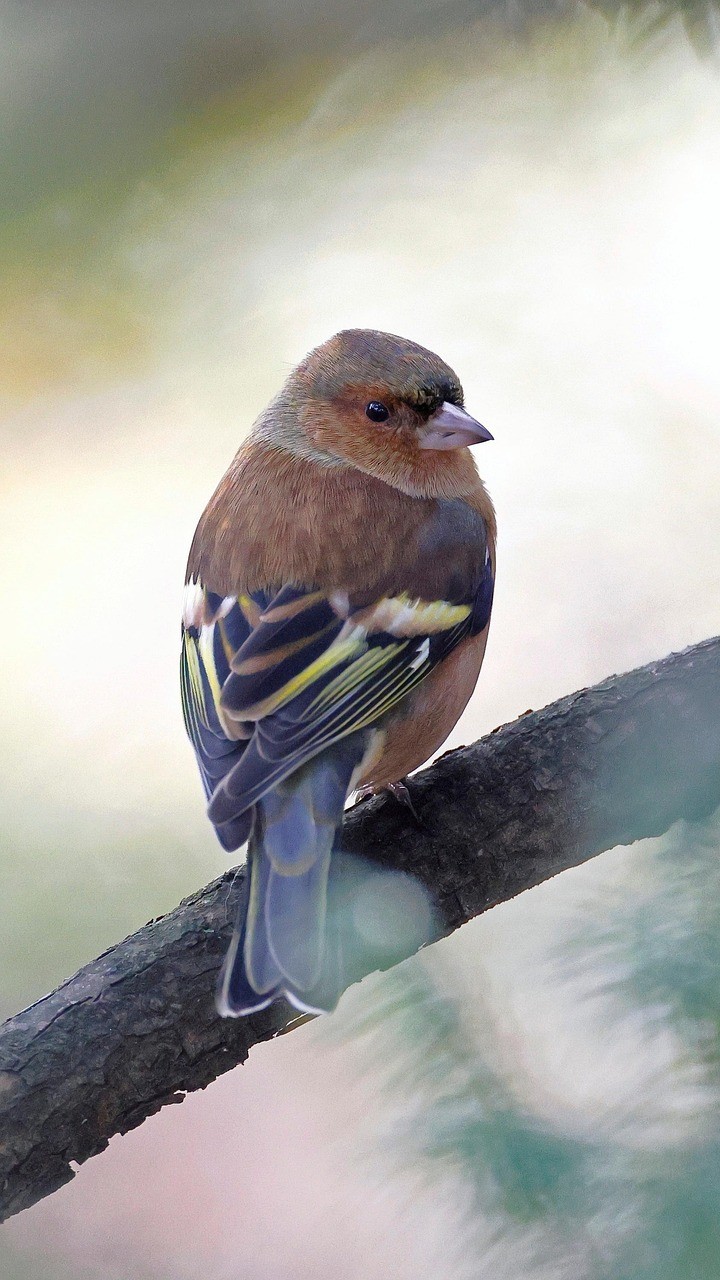 Le mâle arbore au printemps un plumage coloré : poitrine rosée, tête bleu-gris, dos brun chaud et ailes marquées de deux bandes blanches.