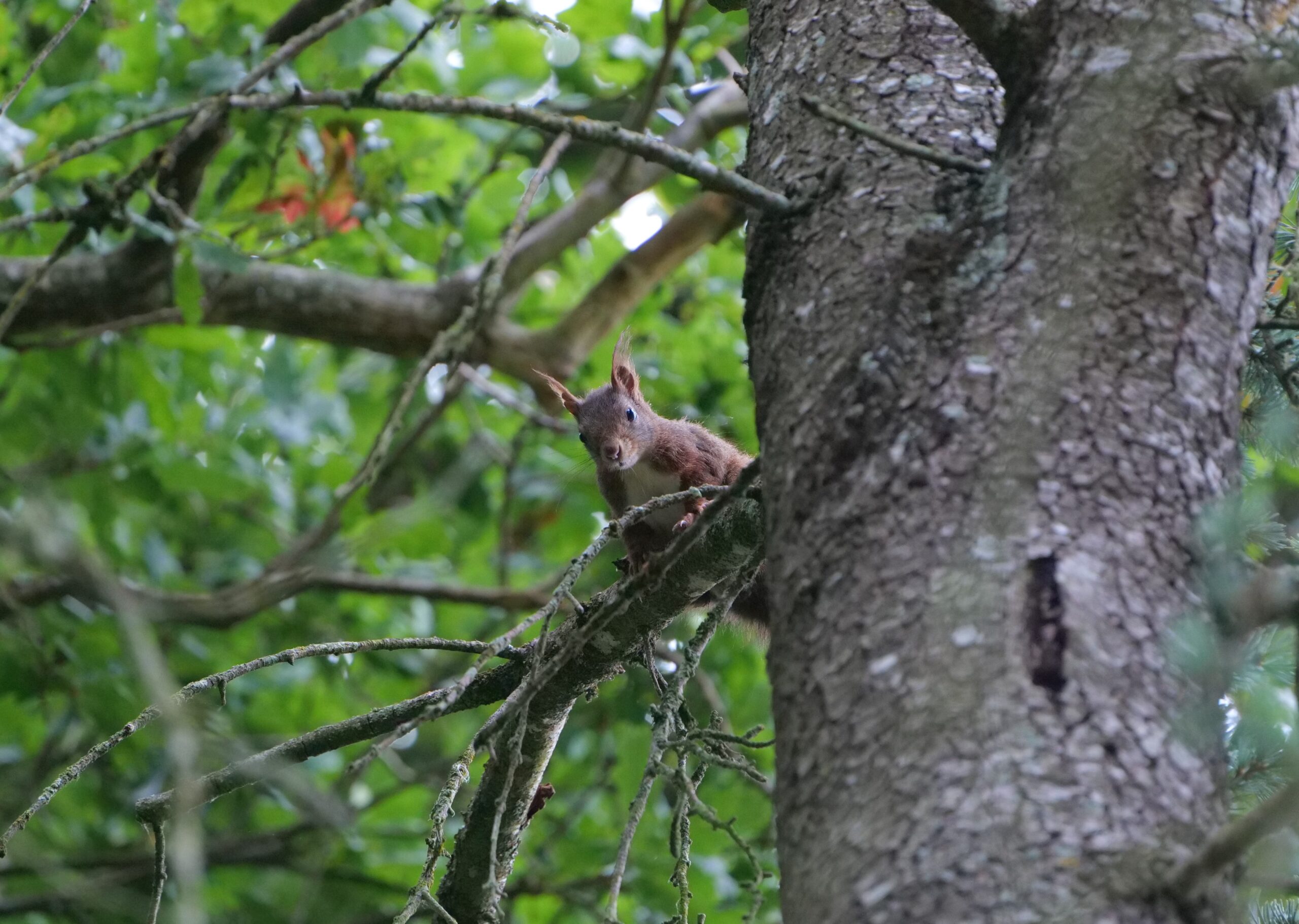 L’Écureuil Roux : habitant discret des arbres du parc
