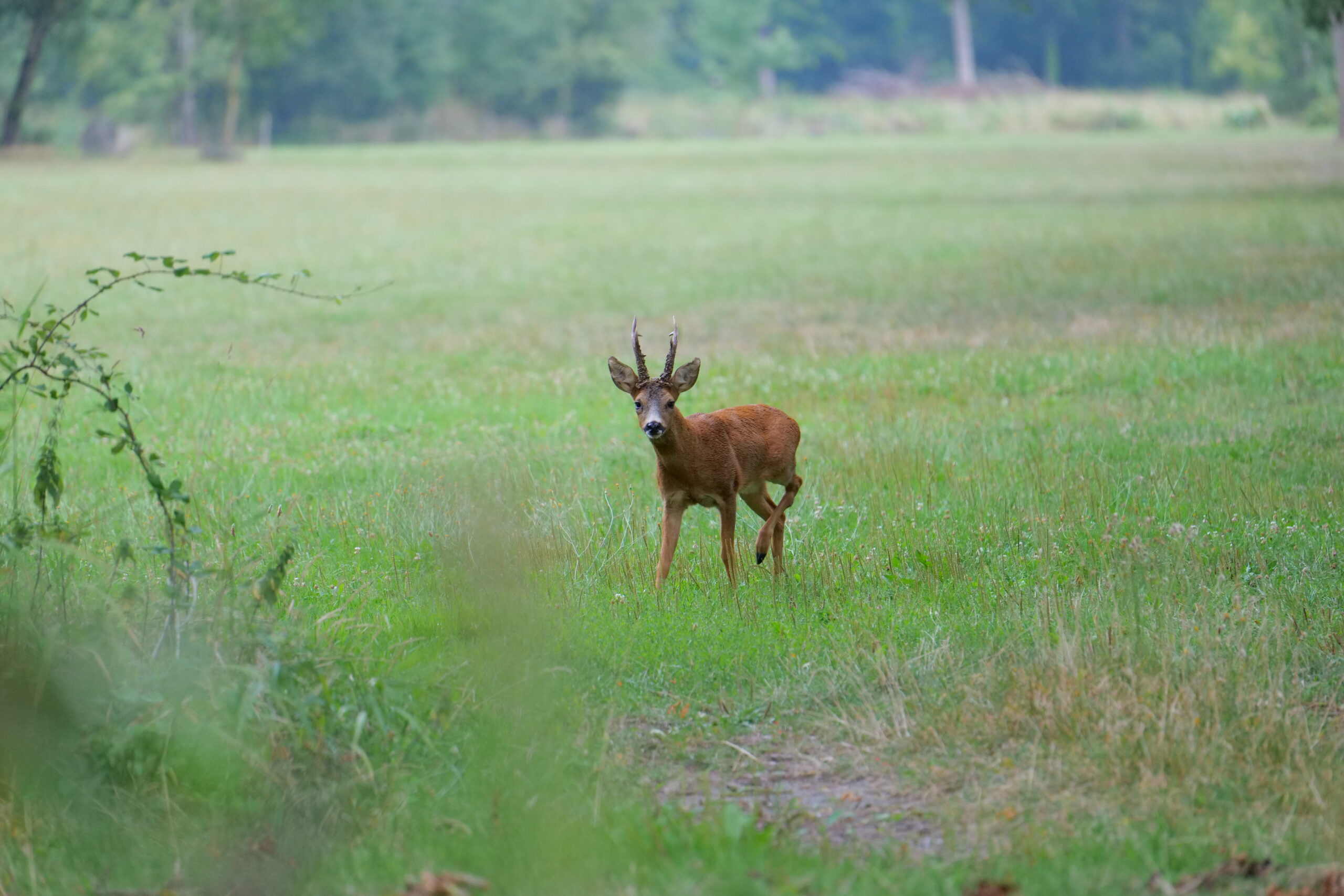 Les pas silencieux du chevreuil au parc de l’Isle Briand